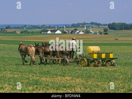 Eine amische Landwirt breitet sich Dünger auf einem Feld in Lancaster County, Pennsylvania Stockfoto