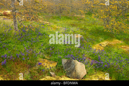 Blaue Camas (Camassia) Pflanze wächst in Wäldern in Victoria, Vancouver Island, British Columbia, Kanada Stockfoto