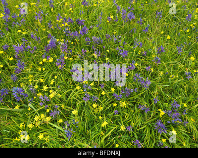 Blaue Camas (Camassia) Pflanze wächst in Victoria, Vancouver Island, British Columbia, Kanada Stockfoto