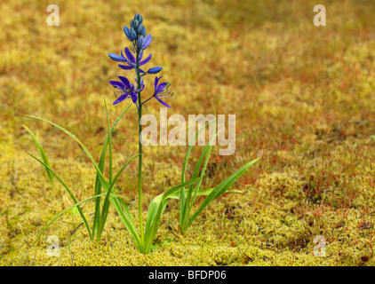 Blaue Camas (Camassia) Pflanze wächst in Victoria, Vancouver Island, British Columbia, Kanada Stockfoto