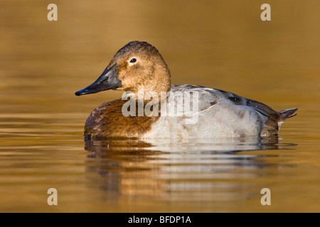 Canvasback Ente (Aythya Valisineria) schwimmen in Victoria, Vancouver Island, British Columbia, Kanada Stockfoto