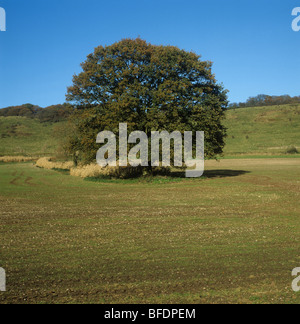 Einzelne Eiche (Quercus Robur), Herbstfärbung in eine junge Getreide Wandel begriffen Stockfoto