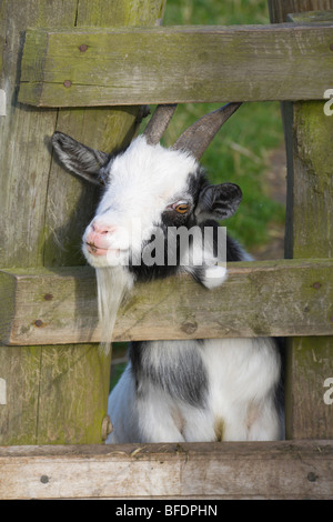 Goat kid Rätsel-Farm-Trail als Besucherattraktion nahe der schottischen Grenze in Northumberland UK Stockfoto