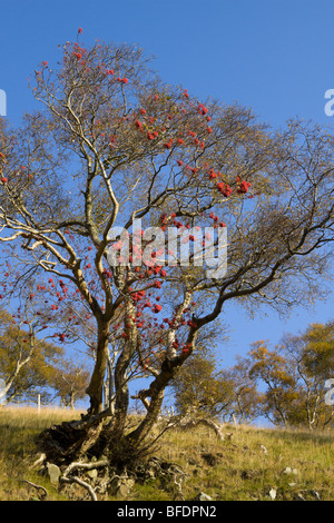 Schottische Eberesche oder Rowan Baum wächst auf einem Lammermuir Hügel in Berwickshire im Nether Monynut mit Beeren im Herbst Stockfoto