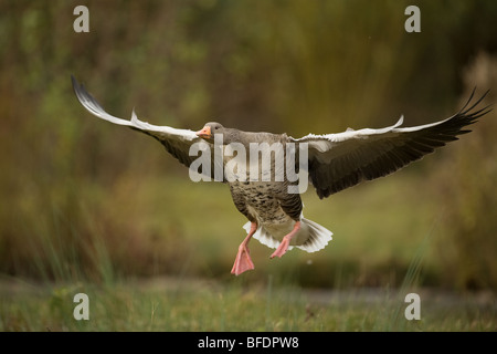 Graugans Gans Anser Anser im Flug Stockfoto