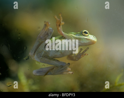 Eine amerikanische grünen Laubfrosch klettert eine Fensterscheibe Stockfoto
