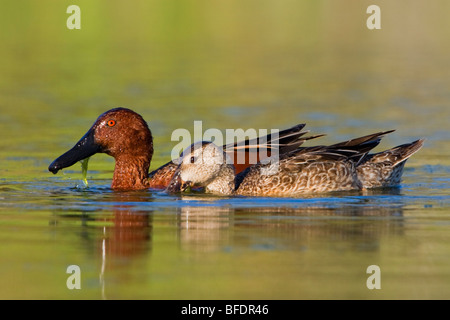Zimt Krickente (Anas Cyanoptera) Schwimmen im Estero Llano Grande State Park in Texas, USA Stockfoto