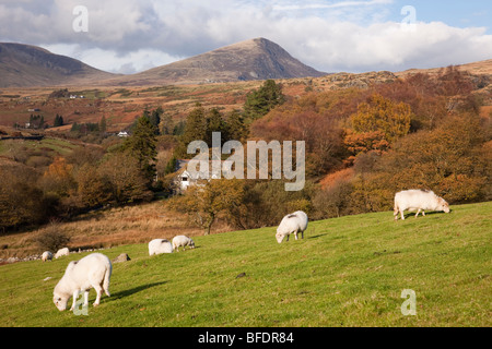 Welsh Mountain Schafe in den Bergen von Snowdonia National Park Landschaft im Herbst. Capel Curig Conwy in Wales Großbritannien Großbritannien. Stockfoto