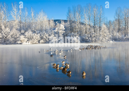 Enten (Anatidae) auf gefrorenen Lafarge-See bei Sonnenaufgang in Coquitlam, Britisch-Kolumbien, Kanada Stockfoto