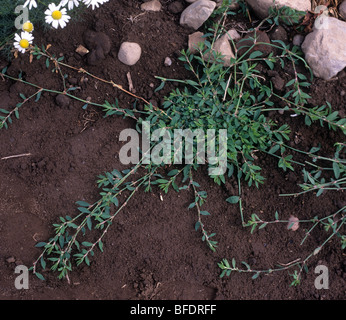 Knotgrass (Polygonum Aviculare) niederwerfen Speading Acker-Unkraut Pflanze Stockfoto