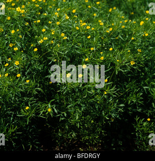 Hahnenfuß (Ranunculus Arvensis) Maispflanze in Blüte Stockfoto