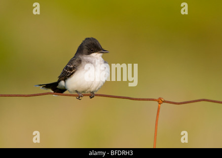 Östlichen Kingbird (Tyrannus Tyrannus) thront auf einem Drahtzaun auf Carden Alvar in Ontario, Kanada Stockfoto