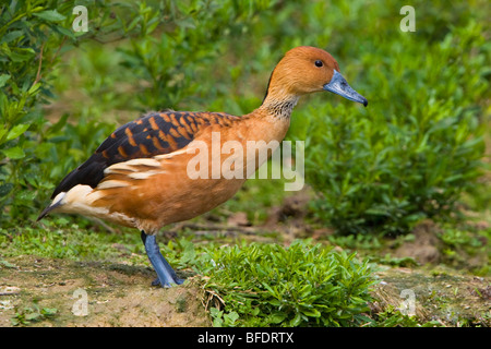 Fulvous Pfeifen-Ente (Dendrocygna bicolor) in der Nähe von Houston, Texas, USA Stockfoto