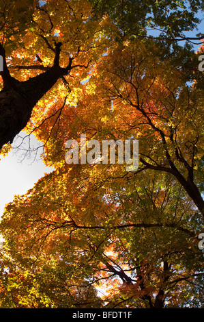 Herbstliche Bäume mit bunten Blätter von gelb bis rot Stockfoto