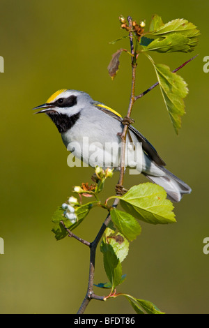 Golden-winged Grasmücke (Vermivora Chrysoptera) thront auf einem Ast in der Carden Alvar in Ontario, Kanada Stockfoto