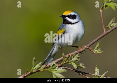 Golden-winged Grasmücke (Vermivora Chrysoptera) thront auf einem Ast in der Carden Alvar in Ontario, Kanada Stockfoto