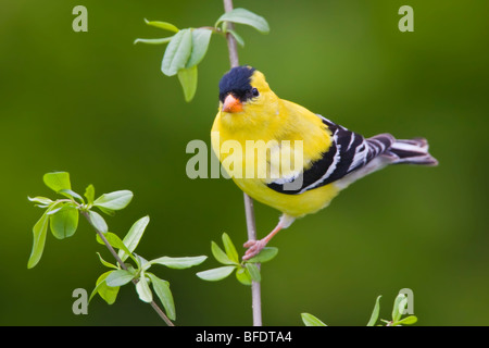 Amerikanische Stieglitz (Zuchtjahr Tristis) thront auf einem Ast in der Nähe von Toronto, Ontario, Kanada Stockfoto