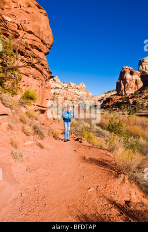 Wanderer auf der Spur, Calf Creek Falls, Grand Staircase-Escalante National Monument, Utah zu senken Stockfoto