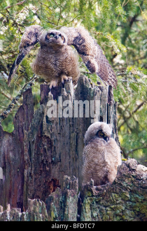 Zwei große gehörnte Eule (Bubo Virginianus) thront auf einem toten Baum in Victoria, Vancouver Island, British Columbia, Kanada Stockfoto