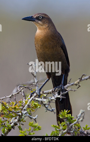 Groß-tailed Grackle (Quiscalus Mexicanus) thront auf einem Ast an Falcon State Park, Texas, USA Stockfoto