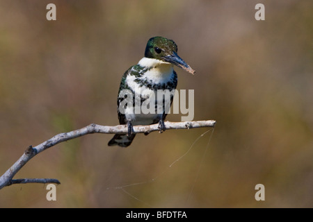 Grün-Eisvogel (Chloroceryle Americana) thront auf einem Ast im Estero Llano Grande State Park in Texas, USA Stockfoto