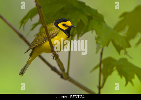 Vermummte Laubsänger (Wilsonia Citrina) thront auf einem Ast in der Nähe von langer Punkt, Ontario, Kanada Stockfoto