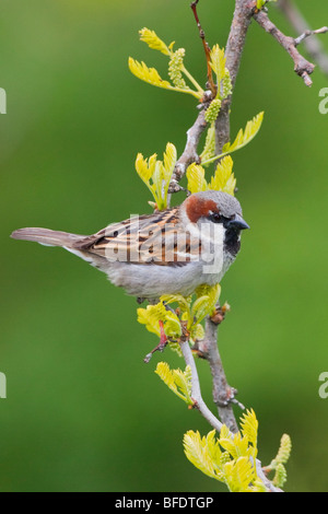 Haussperling (Passer Domesticus) thront auf einem Ast in Victoria, Vancouver Island, British Columbia, Kanada Stockfoto