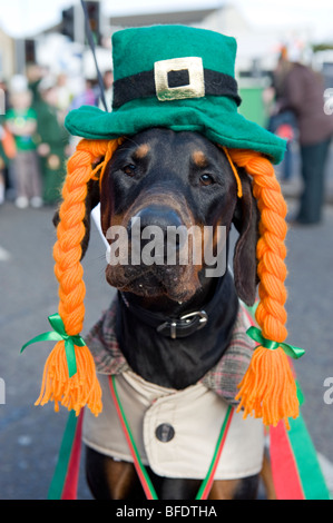 Ein Hund immer in den Geist der Veranstaltung an der St. Patricks Day Parade in Digbeth Birmingham, England, UK Stockfoto