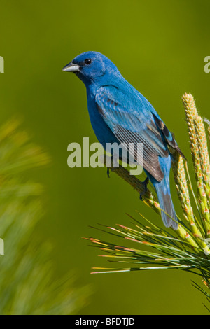 Indigo Bunting (Passerina Cyanea) thront auf einem Ast in der Nähe von langer Punkt, Ontario, Kanada Stockfoto