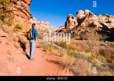 Wanderer auf der Spur, Calf Creek Falls, Grand Staircase-Escalante National Monument, Utah zu senken Stockfoto