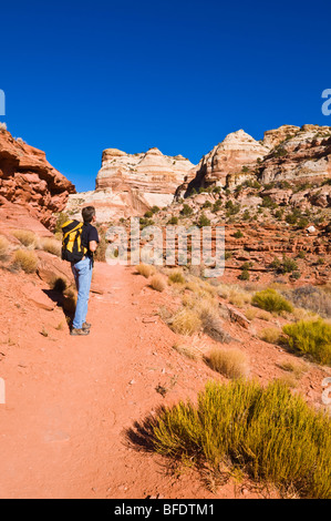 Wanderer auf der Spur, Calf Creek Falls, Grand Staircase-Escalante National Monument, Utah zu senken Stockfoto