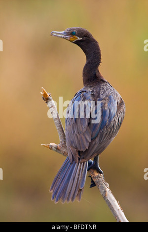 Neotropis Kormoran (Phalacrocorax Brasilianus) im Estero Llano Grande State Park in Texas, USA Stockfoto