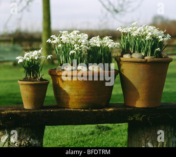 Nahaufnahme von Schneeglöckchen gepflanzt in alten Terrakotta-Töpfe auf Holzbank Stockfoto