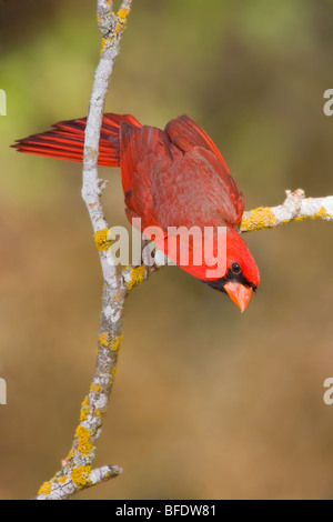 Nördlichen Kardinal (Cardinalis Cardinalis) thront auf einem Ast in den Rio Grande Valley of Texas, USA Stockfoto