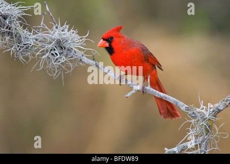 Nördlichen Kardinal (Cardinalis Cardinalis) thront auf einem Ast in den Rio Grande Valley of Texas, USA Stockfoto