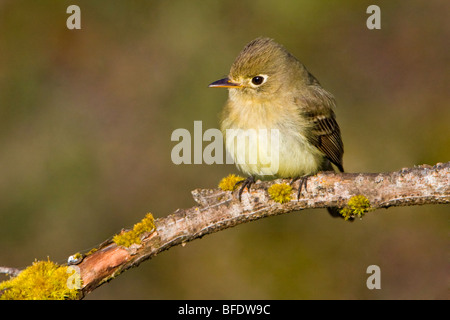 Pazifik-Hang Flycatcher (Empidonax Difficilis) thront auf einem Ast in Victoria, Vancouver Island, British Columbia, Kanada Stockfoto