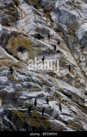 Pelagische Kormoran (Phalacrocorax Pelagicus) Verschachtelung Kolonie auf Mandarte Insel in der Nähe von Victoria, Britisch-Kolumbien, Kanada Stockfoto