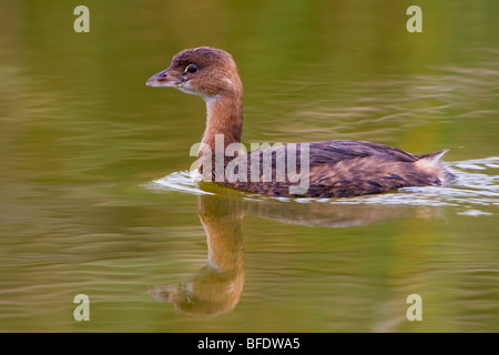 Pied – abgerechnet Grebe (Podilymbus Podiceps) Schwimmen im Estero Llano Grande State Park in Texas, USA Stockfoto