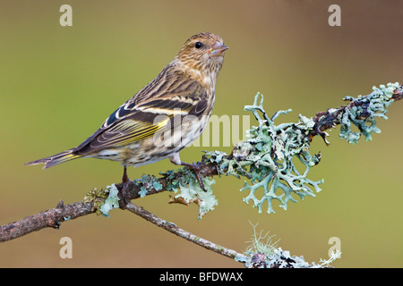 Erlenzeisig Kiefer (Pinus Zuchtjahr) thront auf einem Ast in Victoria, Vancouver Island, British Columbia, Kanada Stockfoto