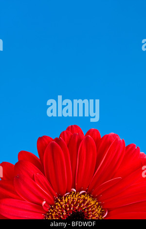 Detail von der Hälfte eine rote Gerber Daisy mit blauen Himmel im Hintergrund Stockfoto