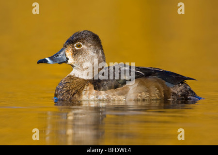 Ring – Necked Duck (Aythya Collaris) schwimmen in Victoria, Vancouver Island, British Columbia, Kanada Stockfoto