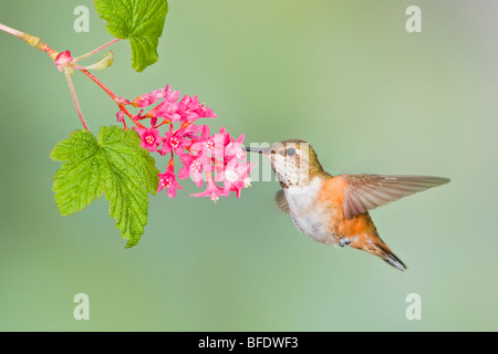 Rufous Kolibri (Selasphorus Rufus) Fütterung auf eine rote Johannisbeere Blüte in Victoria, Vancouver Island, British Columbia, Kanada Stockfoto