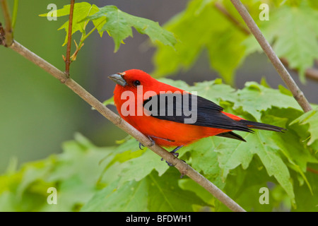 Scarlet Tanager (Piranga Olivacea) thront auf einem Ast in der Nähe von langer Punkt, Ontario, Kanada Stockfoto