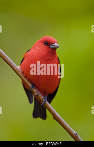 Scarlet Tanager (Piranga Olivacea) thront auf einem Ast in der Nähe von langer Punkt, Ontario, Kanada Stockfoto