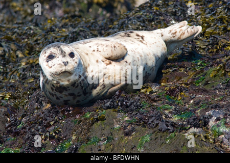 Seebär (Callorhinus Ursinus) sonnen sich auf Felsen in der Nähe von Victoria, Vancouver Island, British Columbia, Kanada Stockfoto