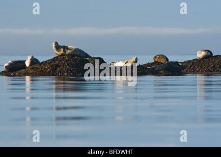 Seebären (Callorhinus Ursinus) sonnen sich auf Felsen in der Nähe von Victoria, Vancouver Island, British Columbia, Kanada Stockfoto
