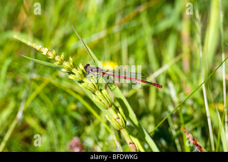 Männliche große Red Damselfly (Pyrrhosoma Nymphula) an einem Ende Mai-Nachmittag Stockfoto