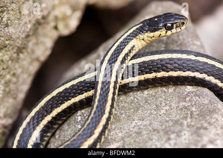 Nahaufnahme des rot-seitig Garter Snake (Thamnophis) bei Narcisse Schlange Dens in Winnipeg, Manitoba, Kanada Stockfoto