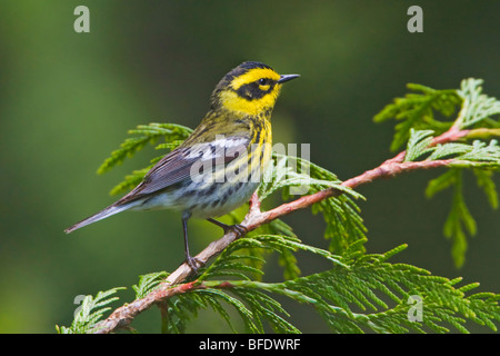 Townsends Grasmücke (Dendroica Townsendi) thront auf einem immergrünen Zweig in Victoria, Vancouver Island, British Columbia, Kanada Stockfoto