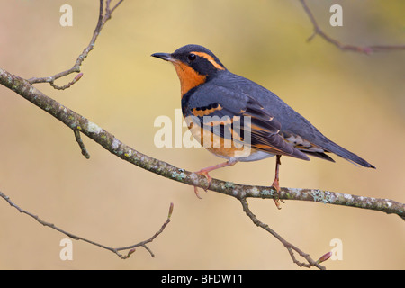 Varied Soor (Ixoreus Naevius) thront auf einem Ast in Victoria, Vancouver Island, British Columbia, Kanada Stockfoto